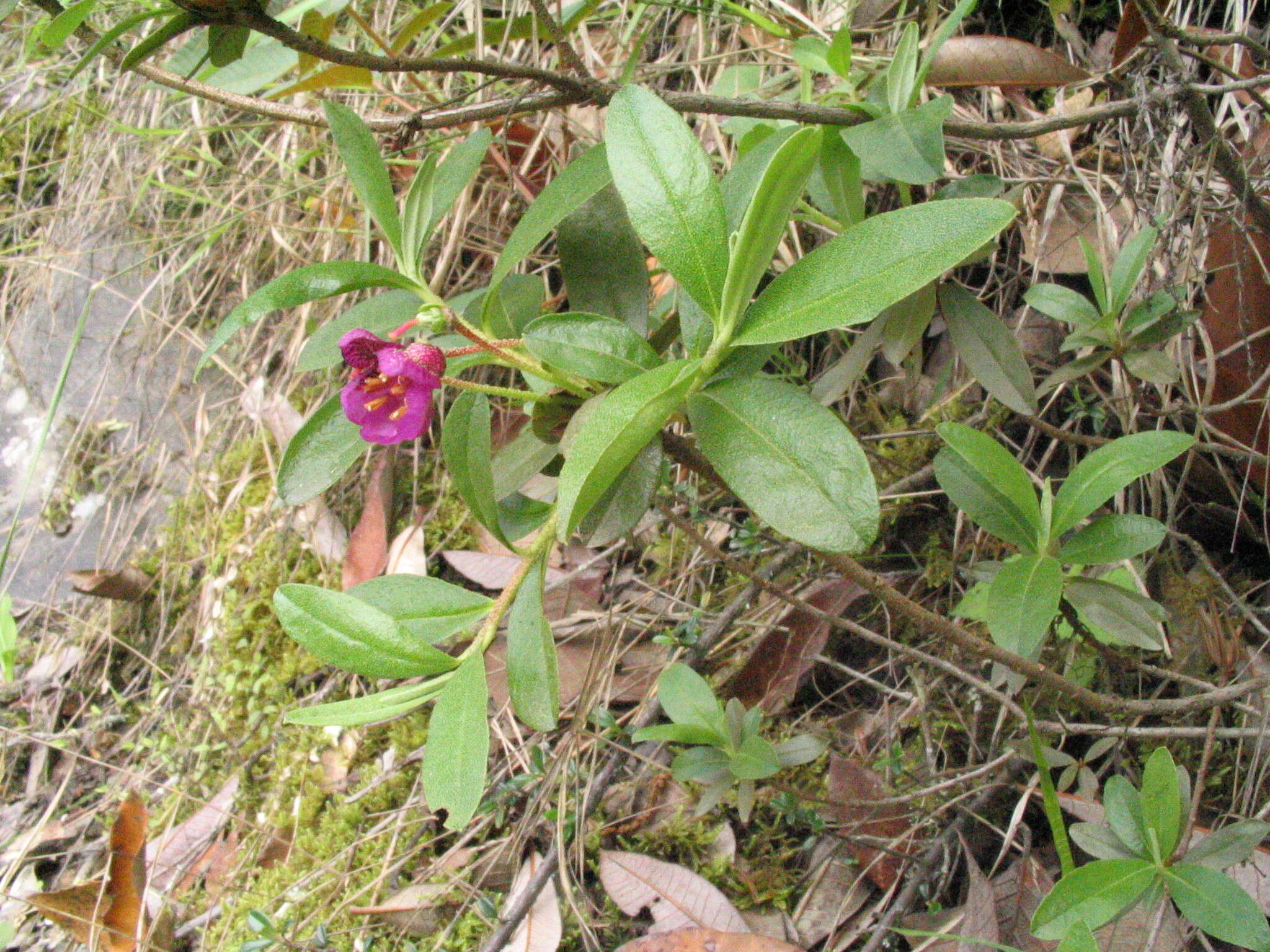 Imagem de Rhododendron lepidotum Wall.