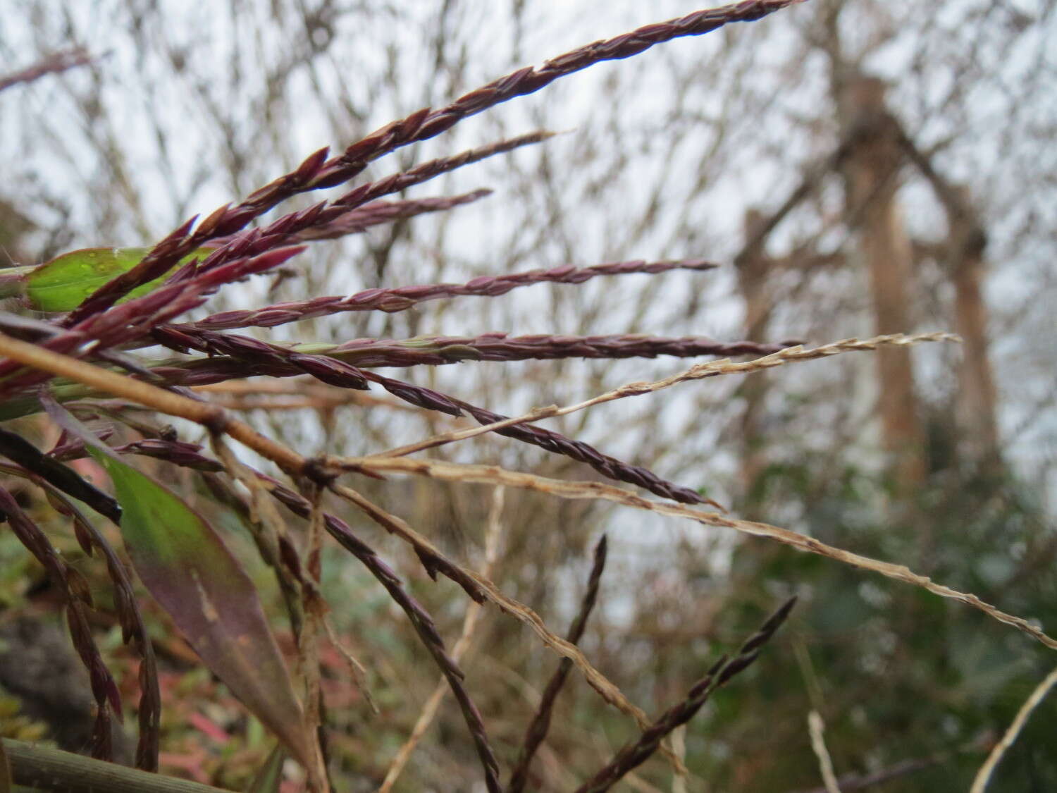 Image of hairy crabgrass