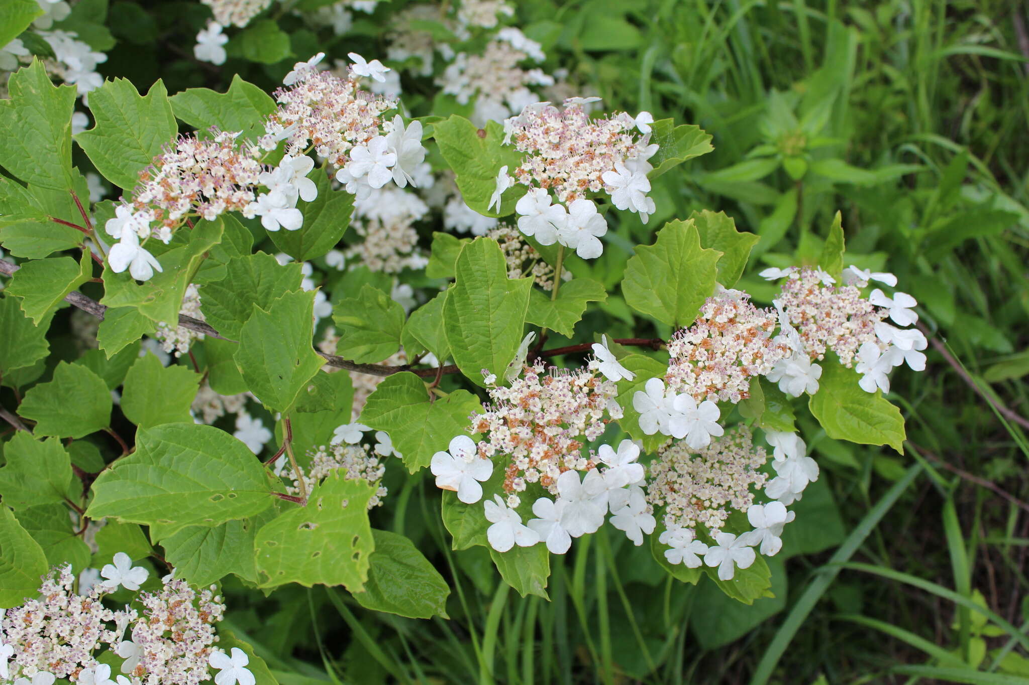 Image of Sargent's Viburnum