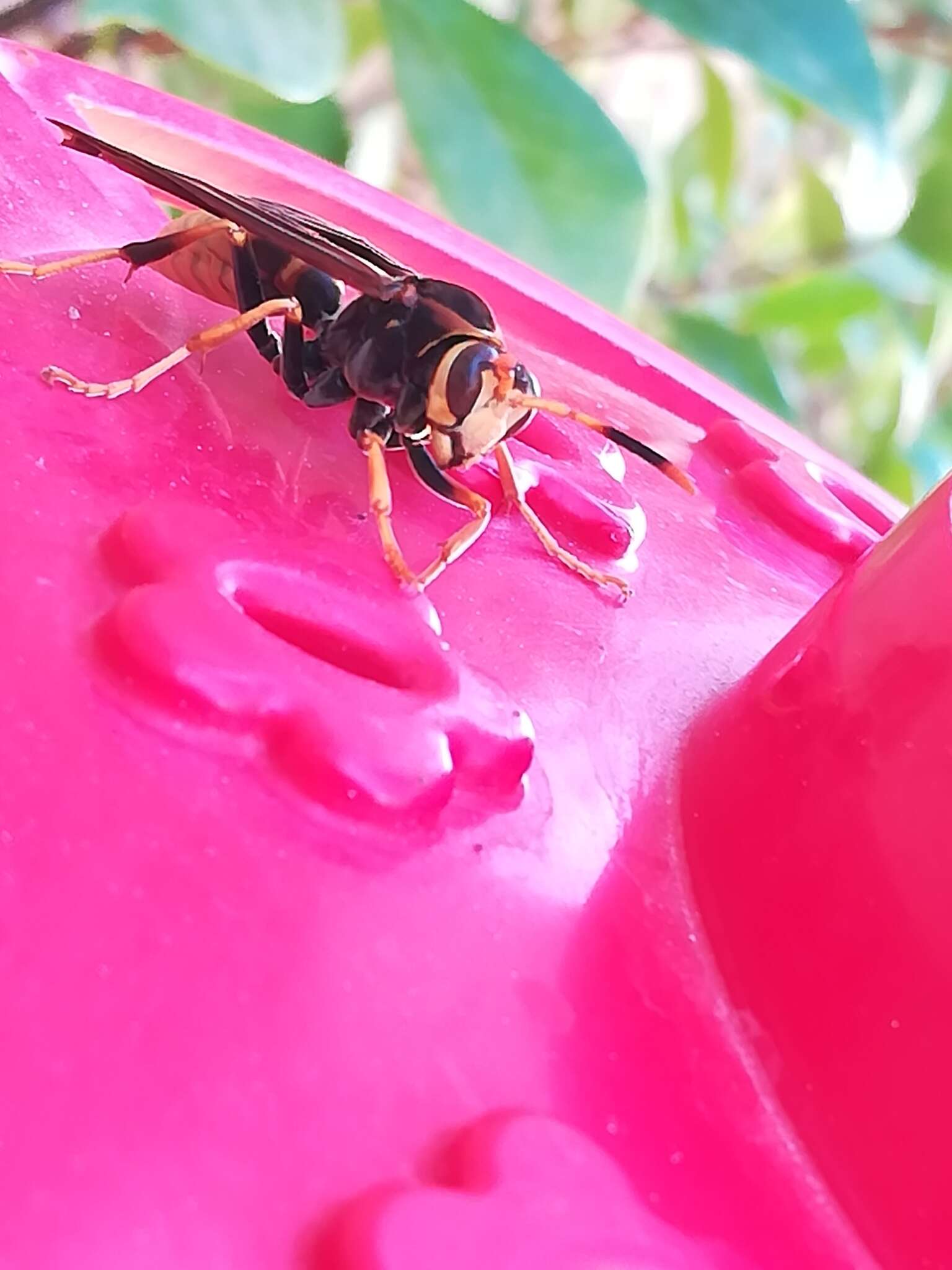 Image of Polistes comanchus de Saussure 1857