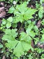 Image of Aconitum formosanum Tamura