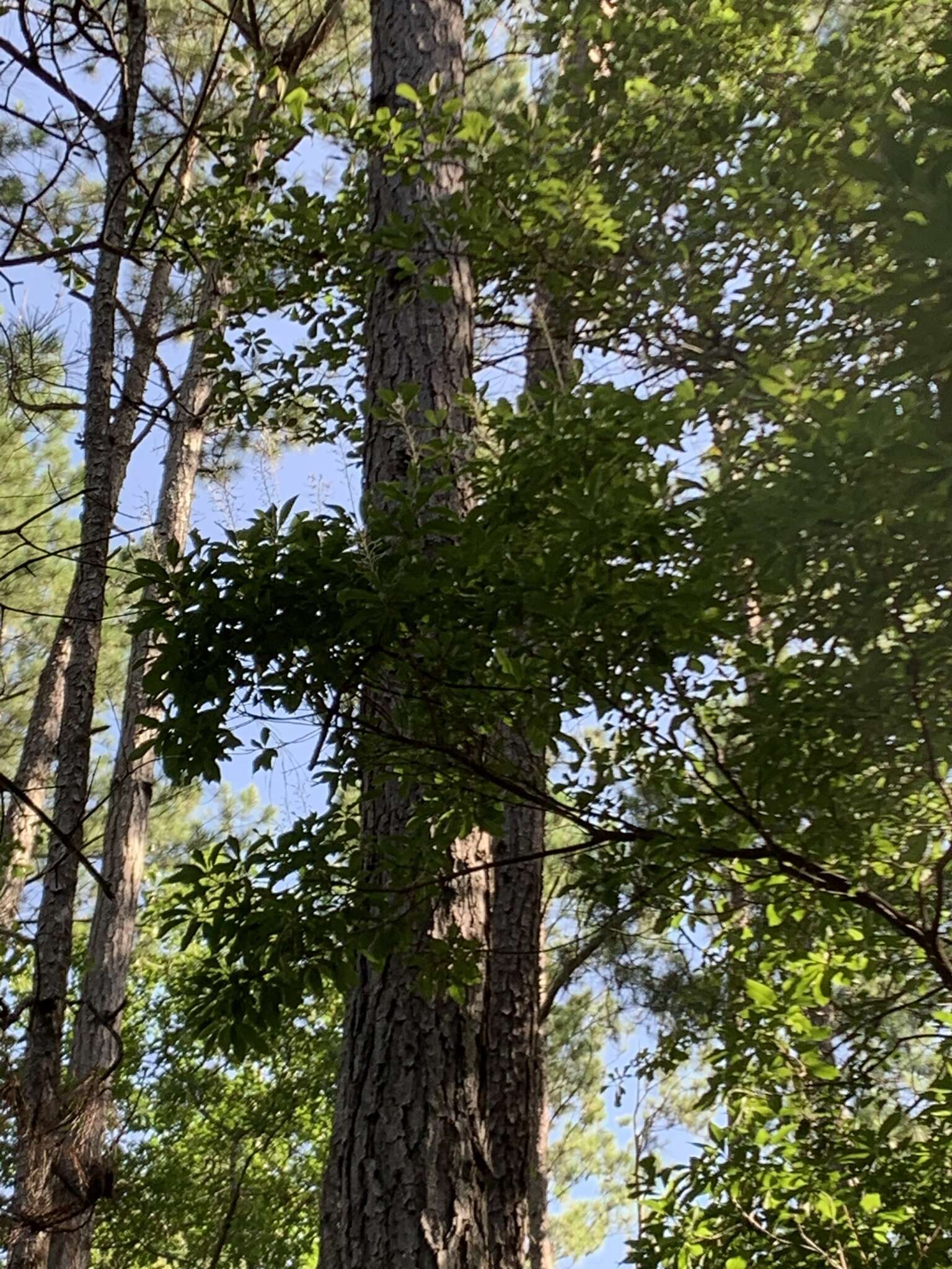 Image of Georgia Plume