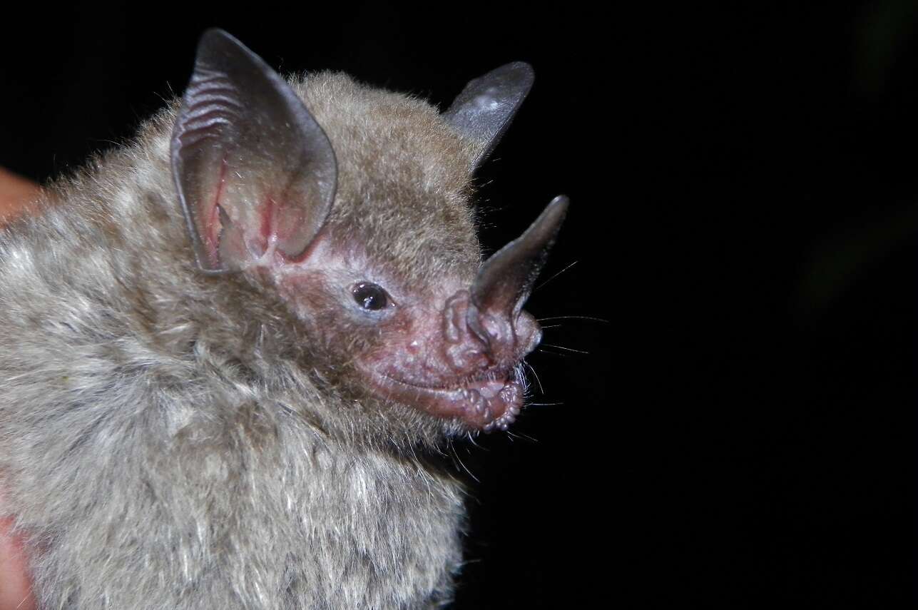 Image of Sowell’s Short-tailed Bat