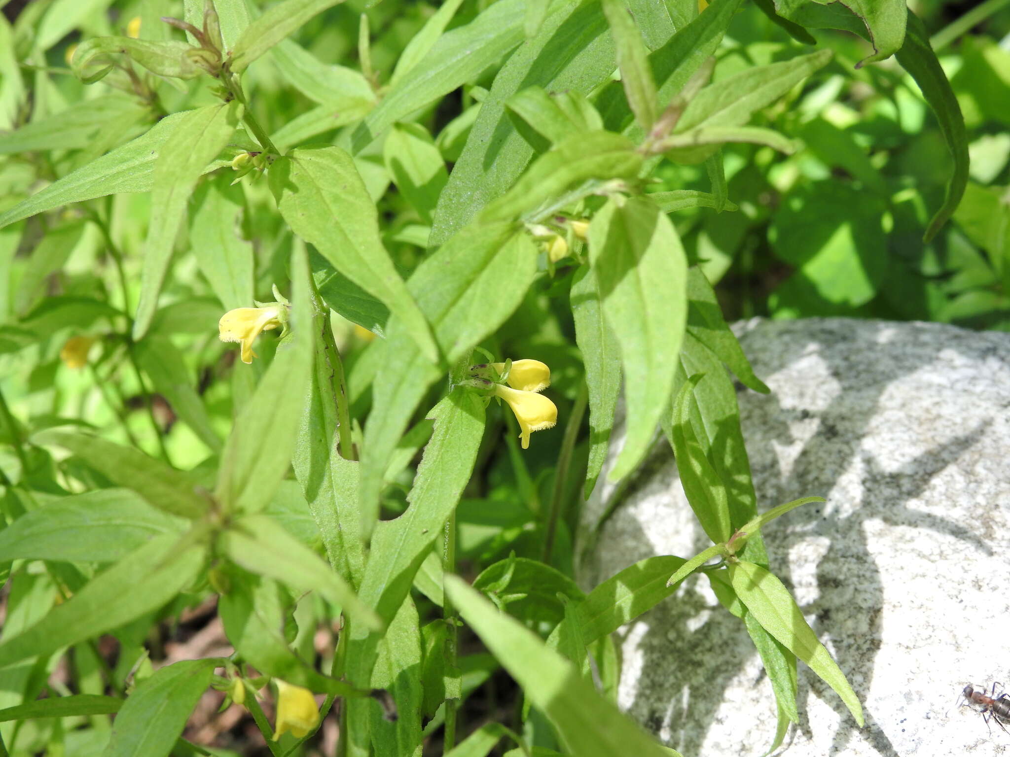 Image of Small cow-wheat