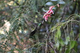 Image of White-throated Mountain-gem