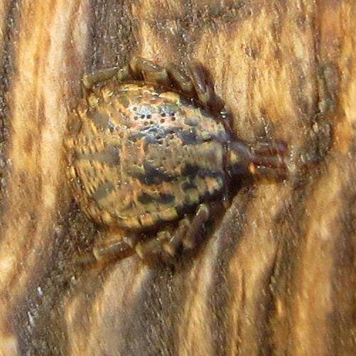 Image of Hard tick