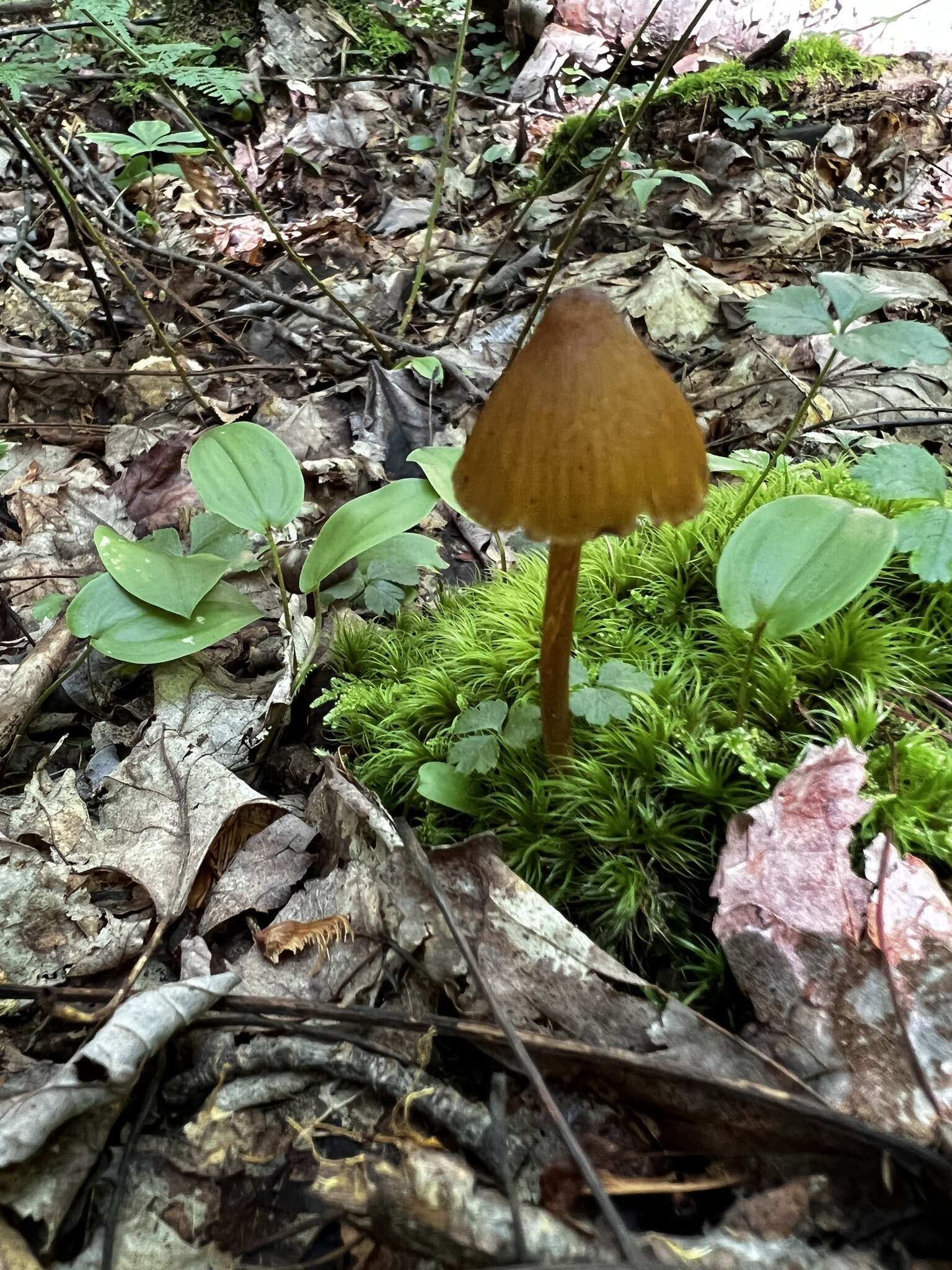 Слика од Entoloma luteum Peck 1902