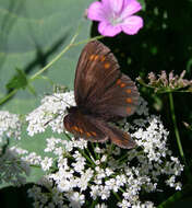 Erebia turanica Erschoff 1876 resmi