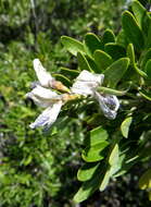 Image of <i>Dermatophyllum arizonicum</i>
