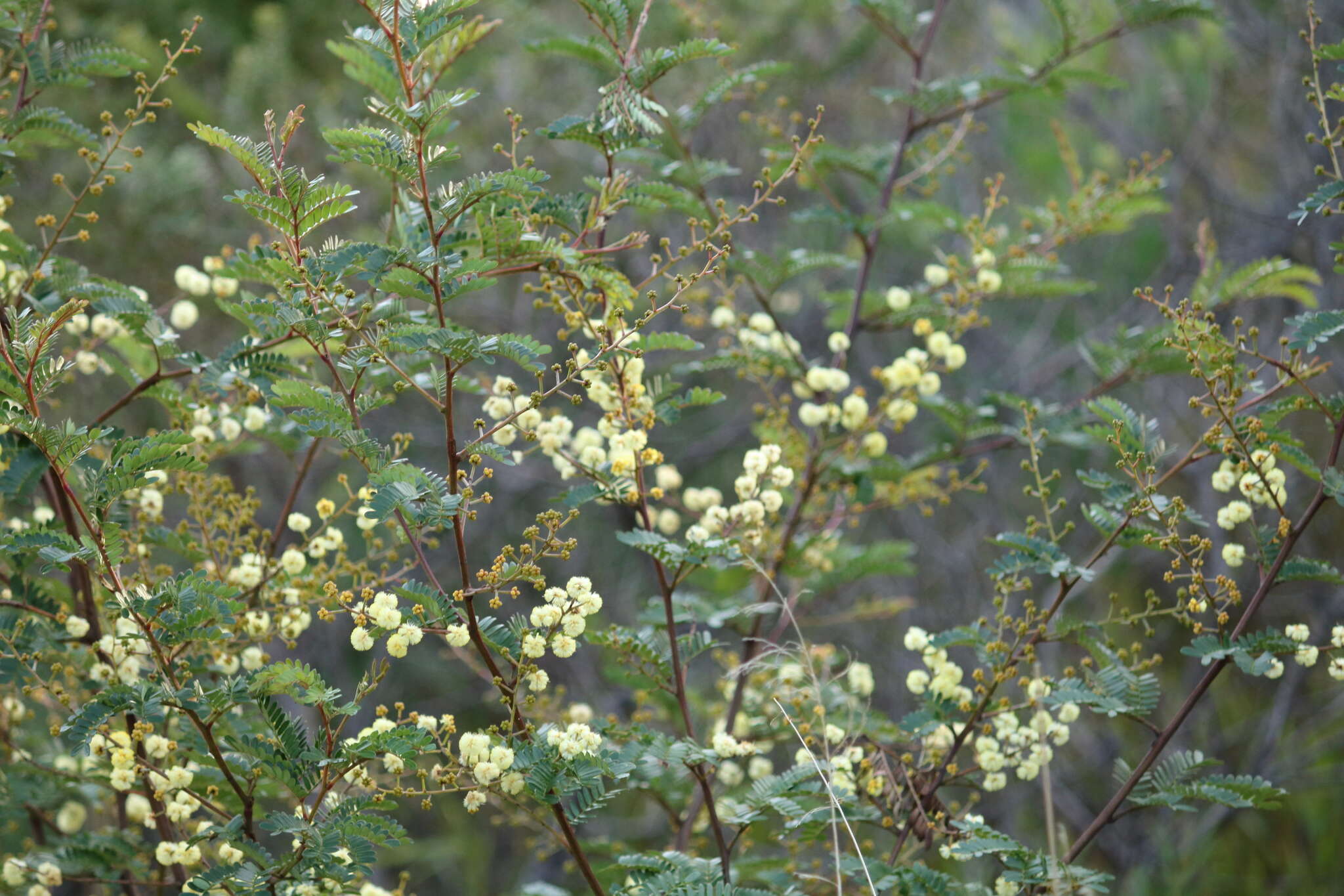 Imagem de Acacia terminalis (Salisb.) J. F. Macbr.