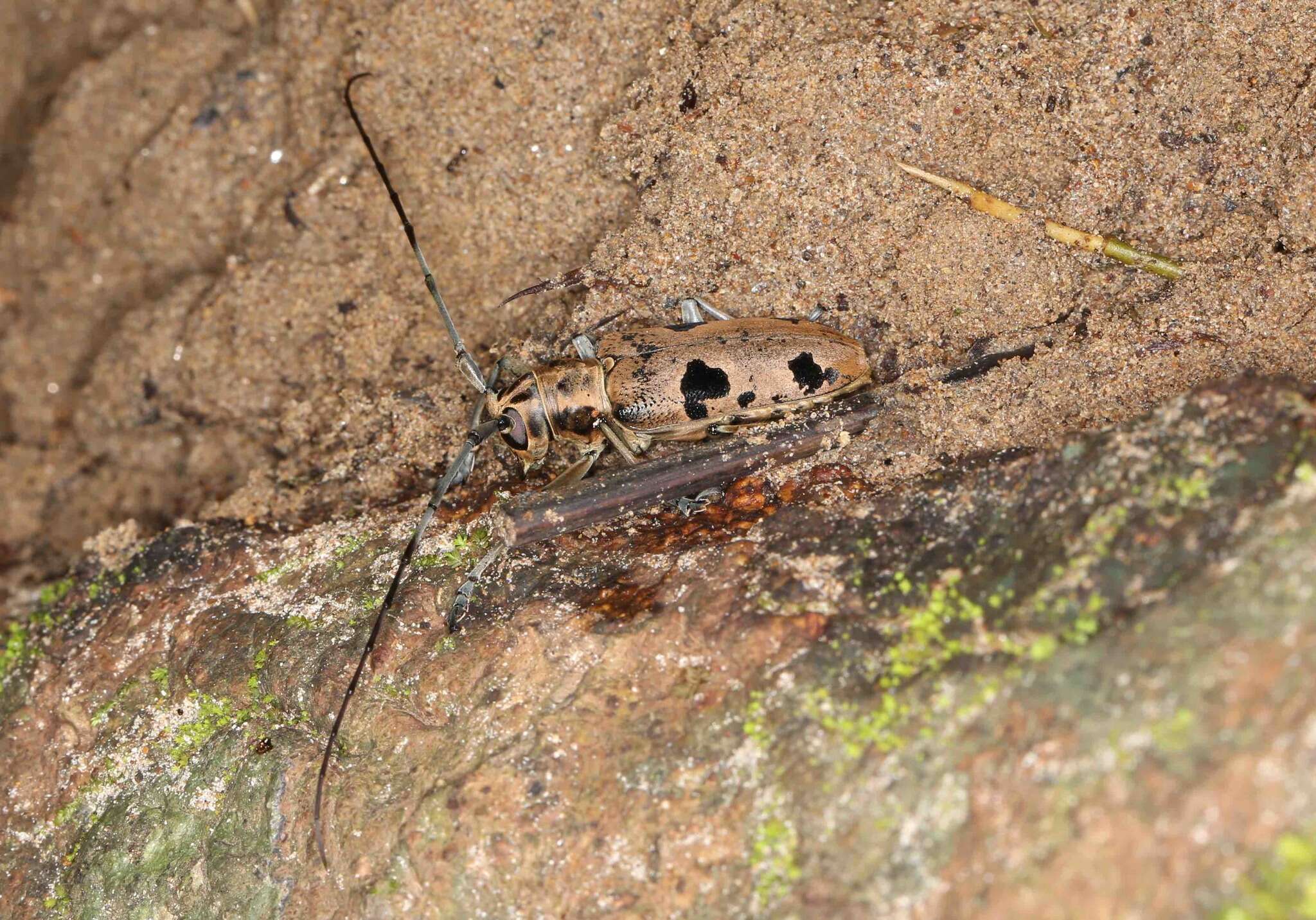 Image of Epepeotes plorator celebensis Aurivillius 1922