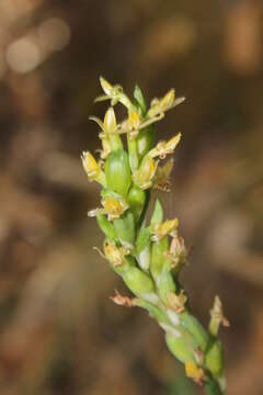 Imagem de Galeoglossum tubulosum (Lindl.) Salazar & Soto Arenas