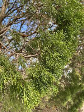 Juniperus virginiana var. virginiana resmi