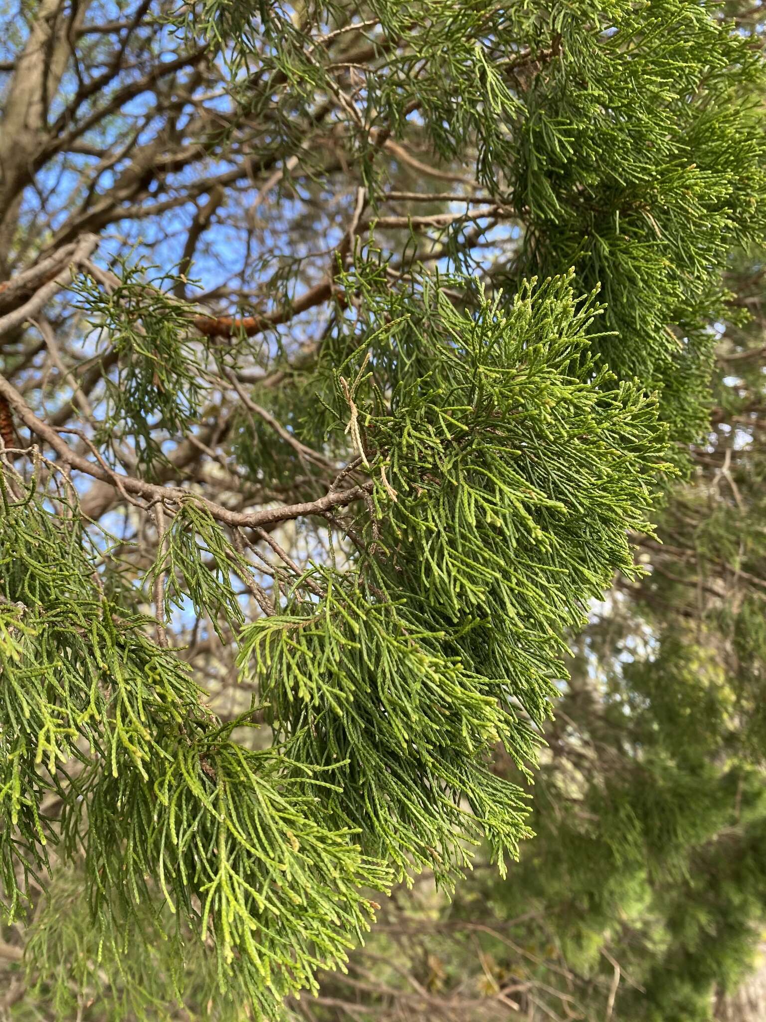 صورة Juniperus virginiana var. virginiana