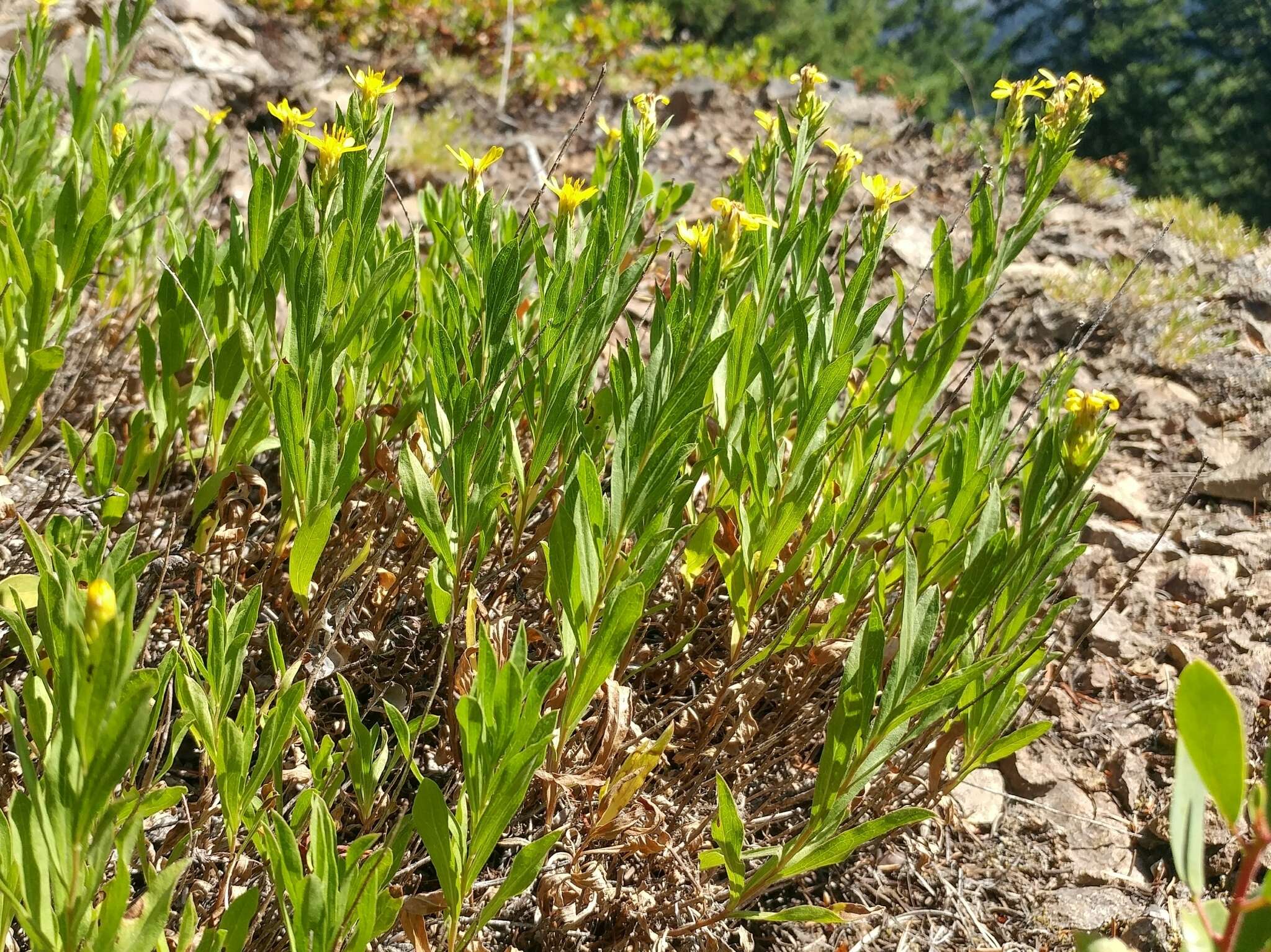 Слика од Columbiadoria hallii (A. Gray) G. L. Nesom