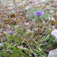 Image of Globularia vulgaris L.