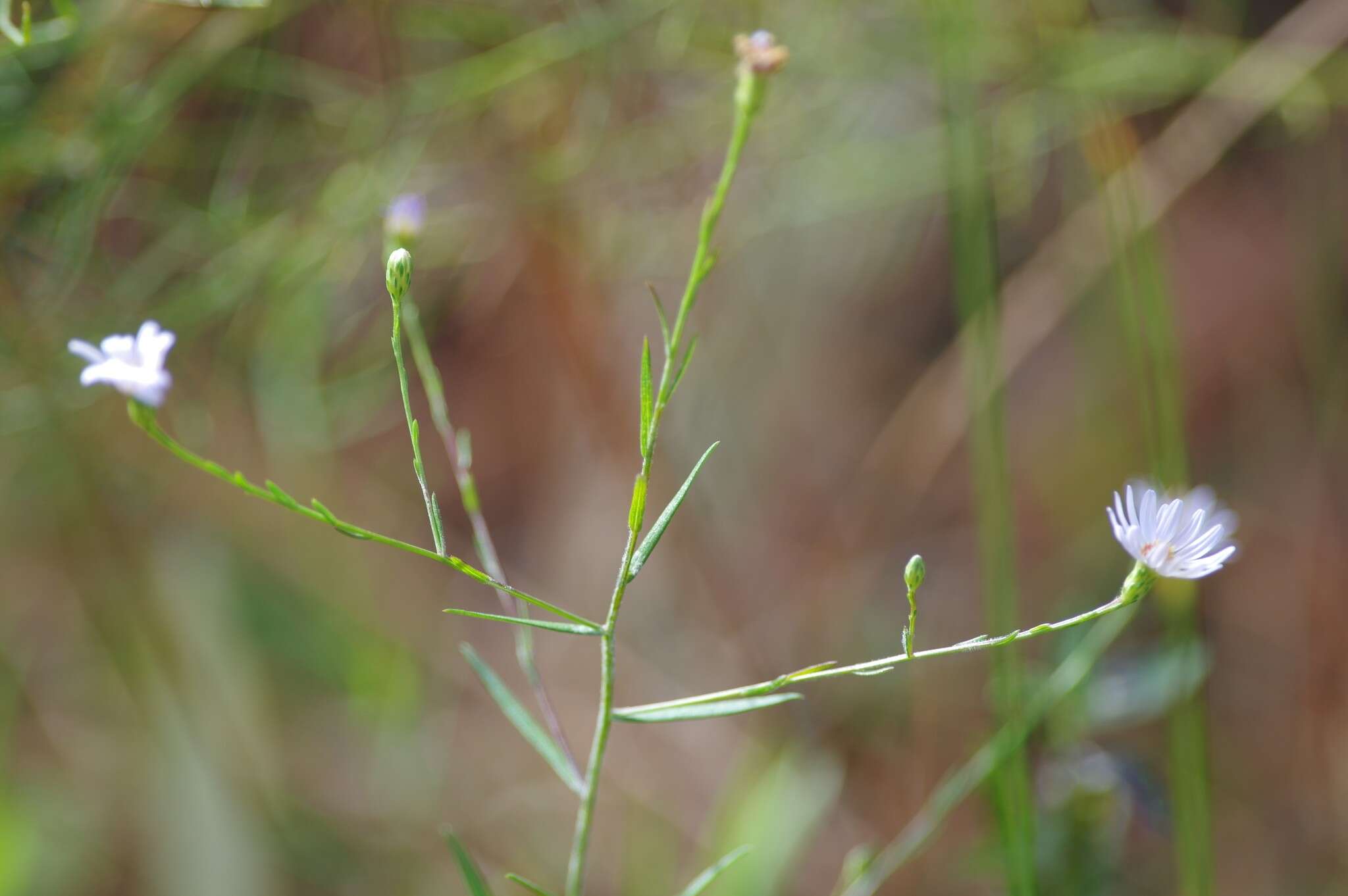 Image de Symphyotrichum dumosum (L.) G. L. Nesom