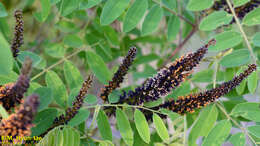 Image of desert false indigo