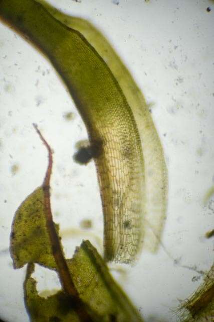 صورة Syntrichia norvegica Weber 1804