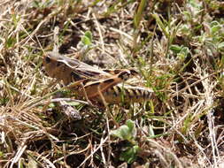 Image of Arcyptera (Arcyptera) tornosi Bolívar & I. 1884