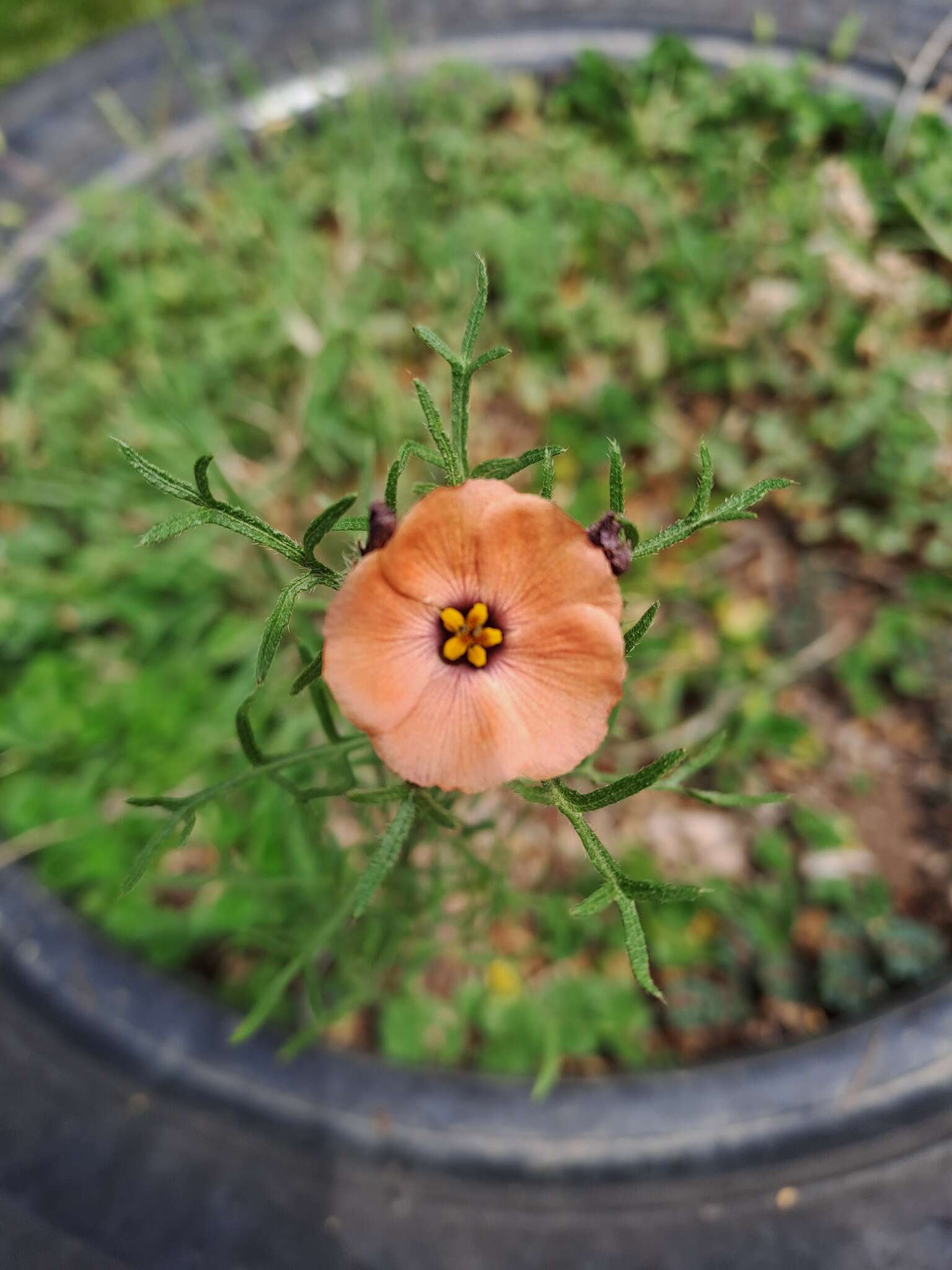 Image of Turnera sidoides subsp. pinnatifida (Juss. ex Poir.) M. M. Arbo