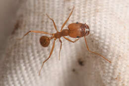 Pheidole vistana Forel 1914的圖片