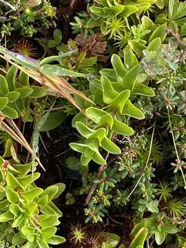 Image of Lysimachia azorica Hornem. ex Hook.