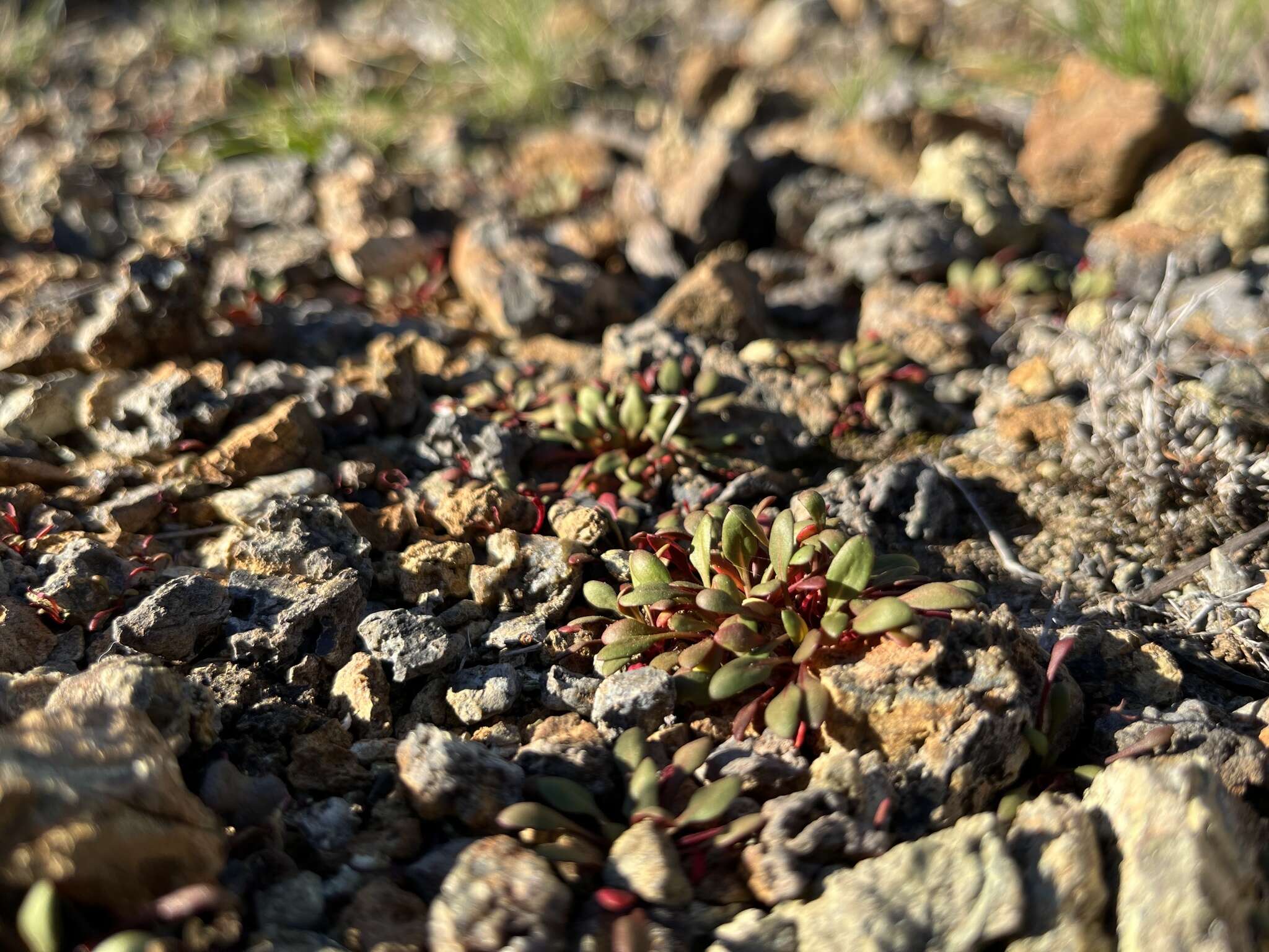 Chorizanthe aphanantha resmi