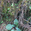 صورة Ageratina bellidifolia (Benth.) R. King & H. Rob.