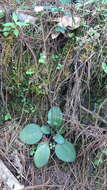 Imagem de Ageratina bellidifolia (Benth.) R. King & H. Rob.