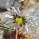 Image of Bellis annua subsp. minuta (DC.) R. D. Meikle