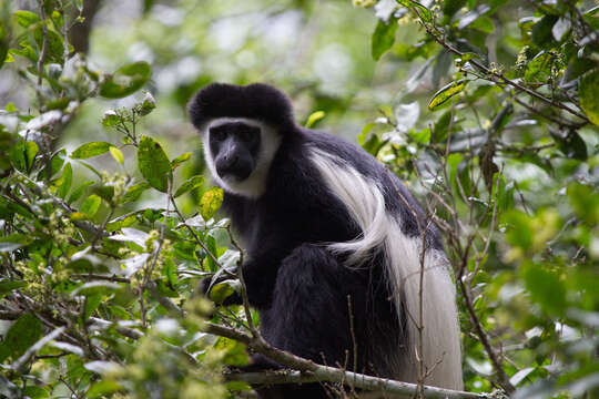 Image of Colobus caudatus Thomas 1885