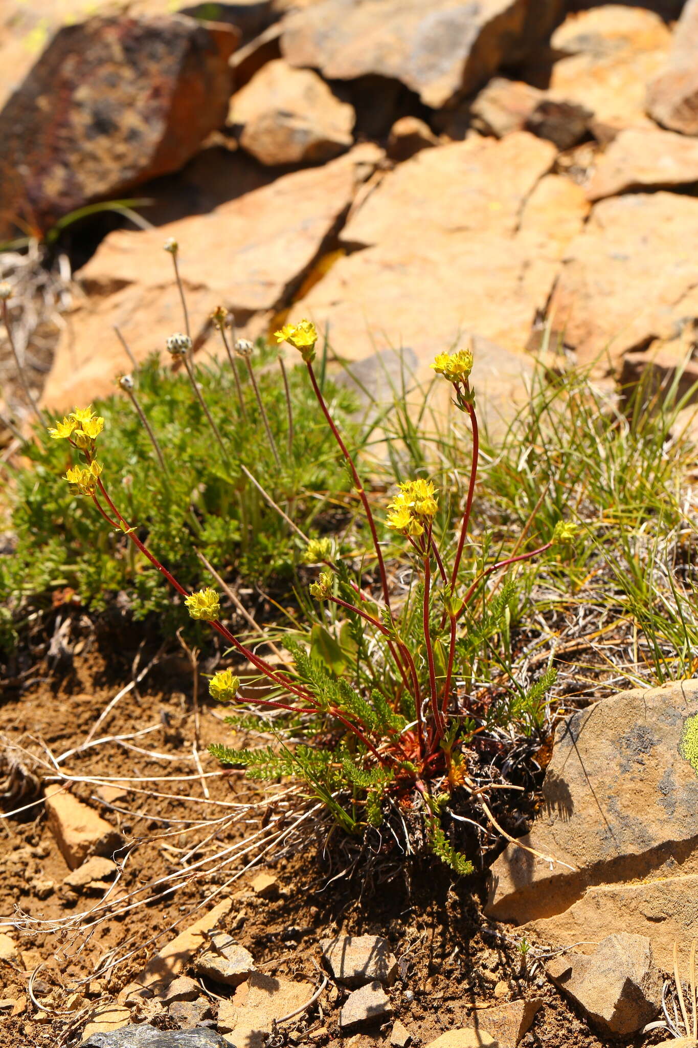 Image of Tweedy's ivesia