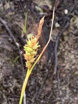 Image of Carex punctata var. laevicaulis (Hochst. ex Seub.) Boott