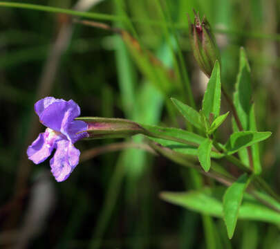 Image of Allegheny monkeyflower