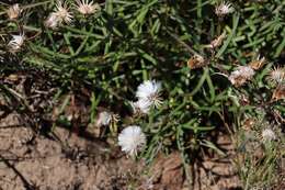 Senecio macrocarpus F. Müll. ex R. O. Belcher resmi