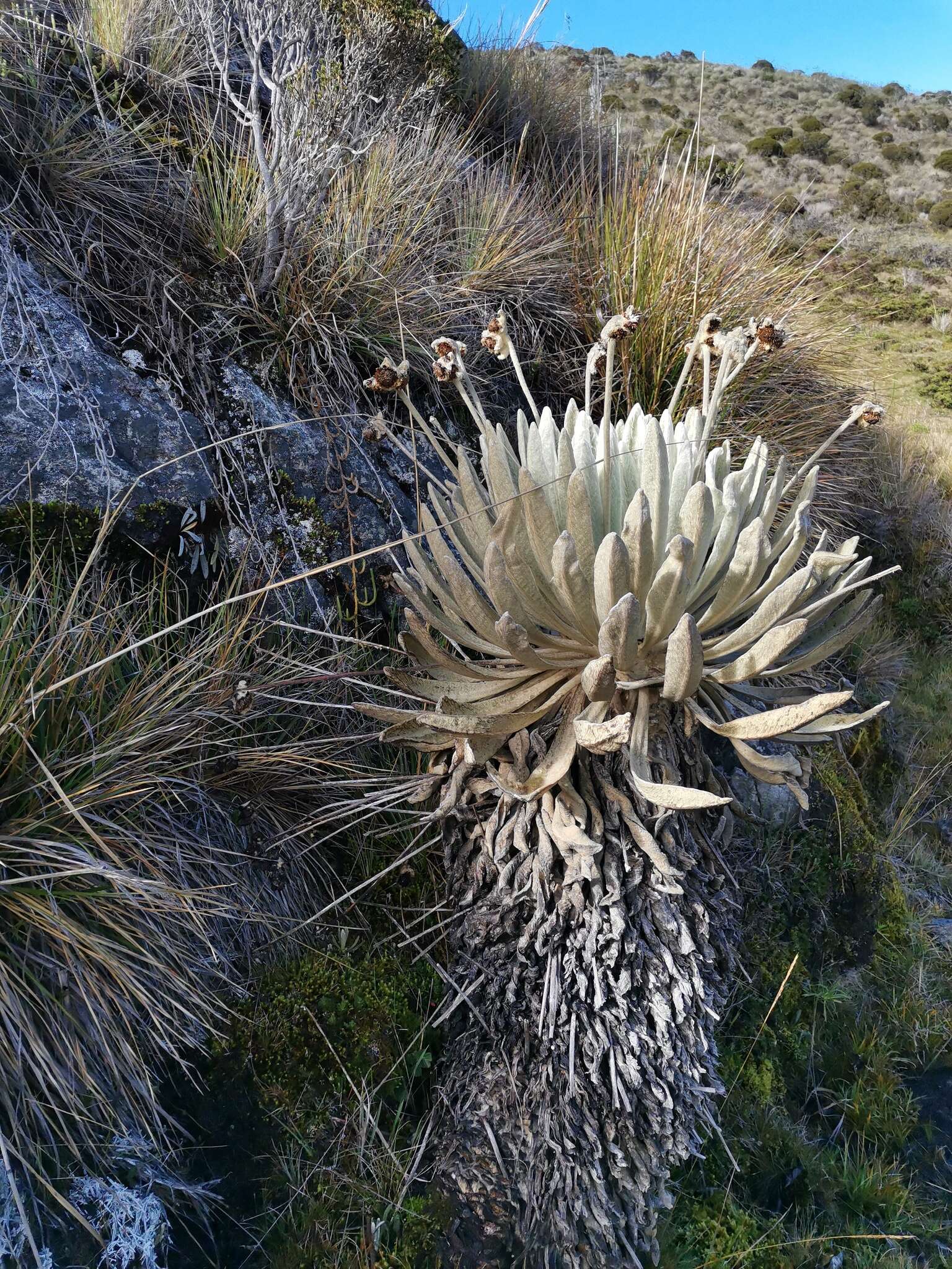 Image of Espeletia conglomerata A. C. Smith