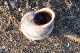 Image of Milk snail