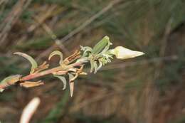 Oenothera elata Kunth的圖片