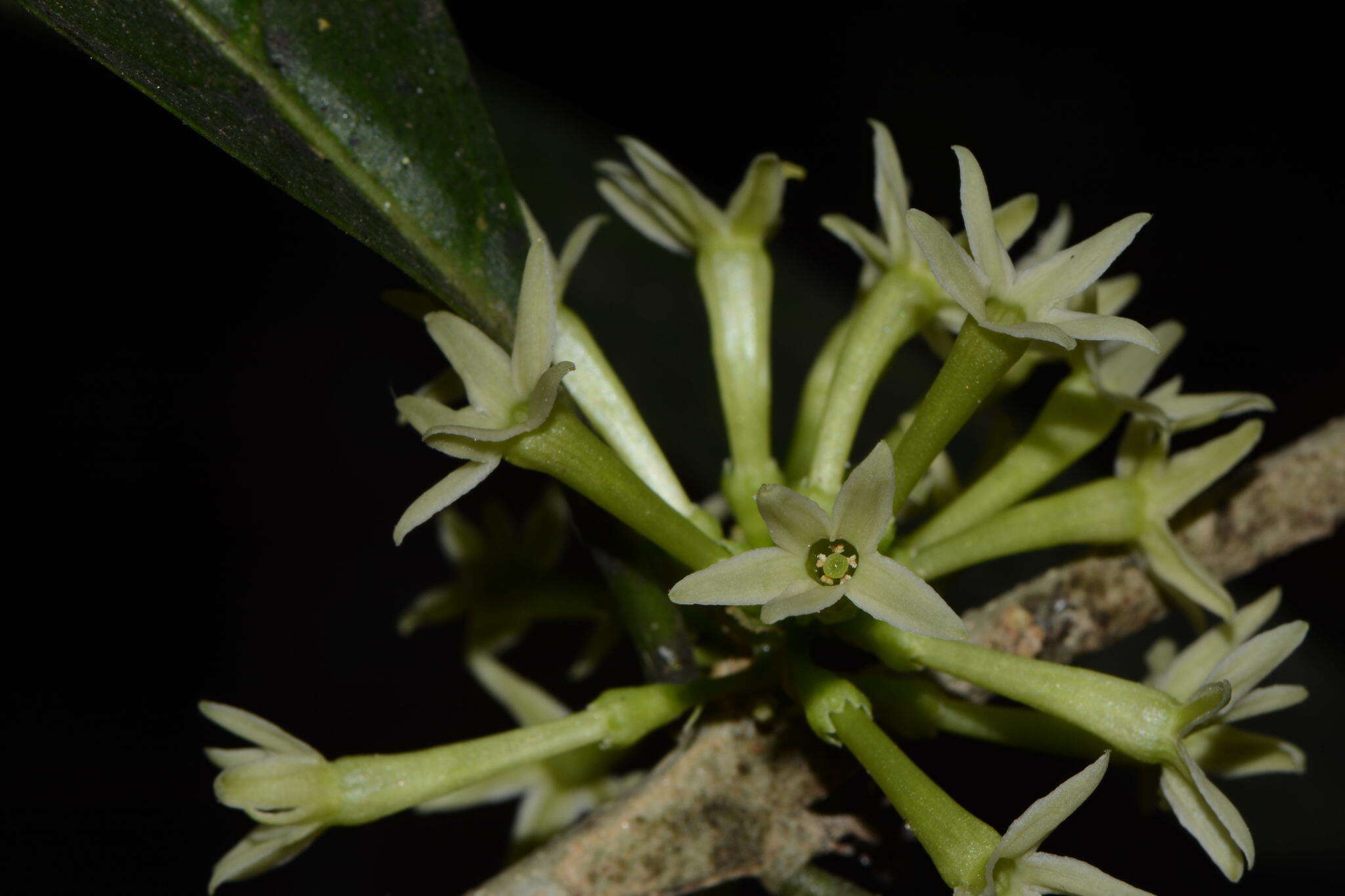 Image of Cestrum glanduliferum Kerber ex Francey