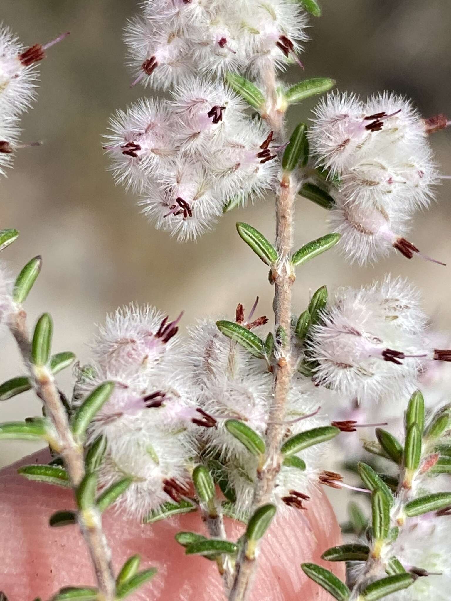 Image of Erica pilosiflora subsp. pilosiflora