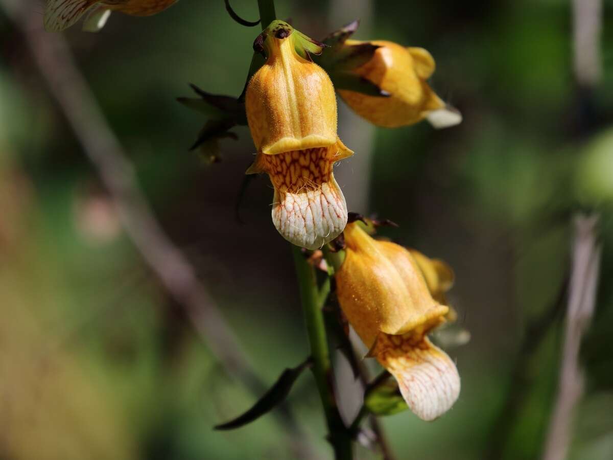 Imagem de Digitalis laevigata Waldst. & Kit.