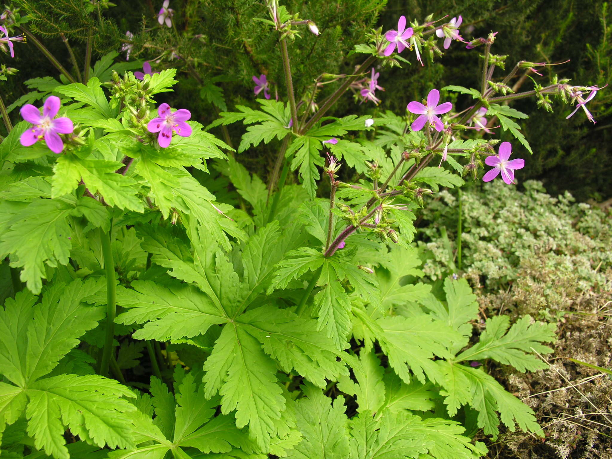 Image of Geranium reuteri Aedo & Muñoz Garm.