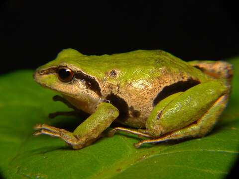 Image de Pristimantis pycnodermis (Lynch 1979)