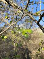 Image of Sweet-root corkwood