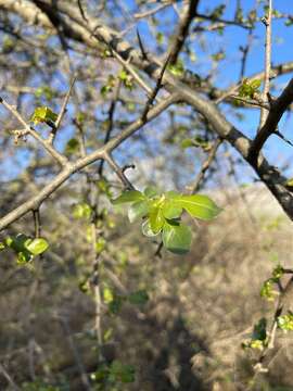 Image of Sweet-root corkwood