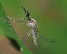 Imagem de Aedes infirmatus Dyar & Knab 1906