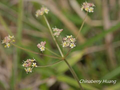 Image of Pimpinella niitakayamensis Hayata