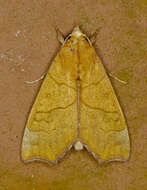 Image of Yellow Scallop Moth