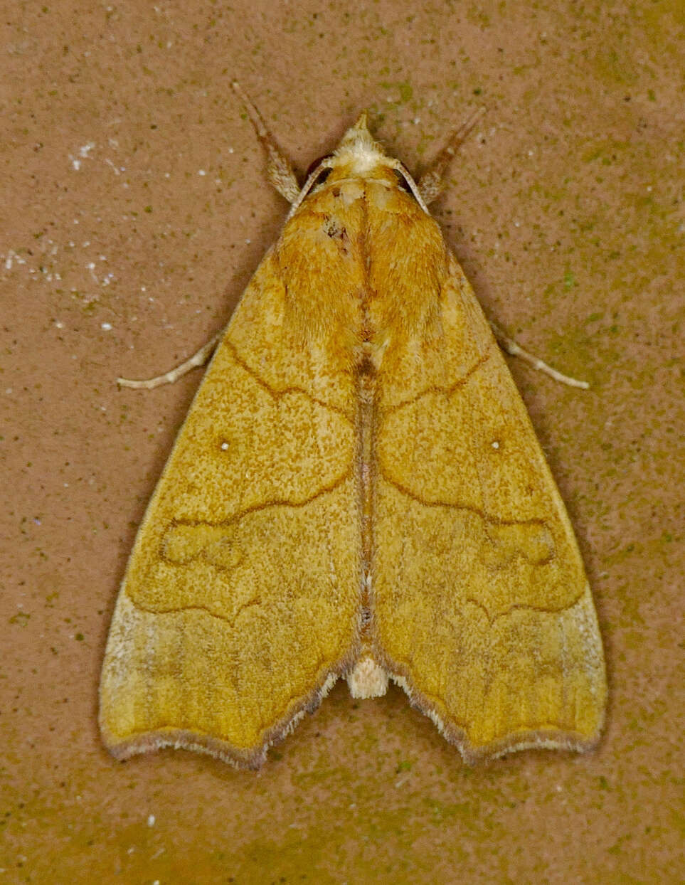 Image of Yellow Scallop Moth